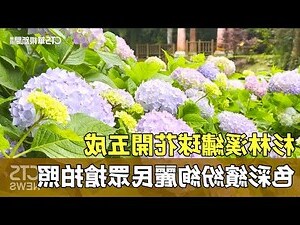 繡球花 風水
